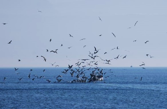 La production de la pêche en recul dans le Léman