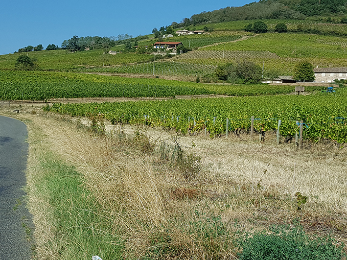 Le « Marathon de la biodiversité » se poursuit dans le Beaujolais