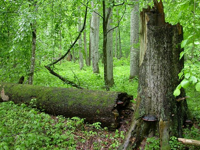 Manifeste pour une forêt primaire en Europe de l’Ouest