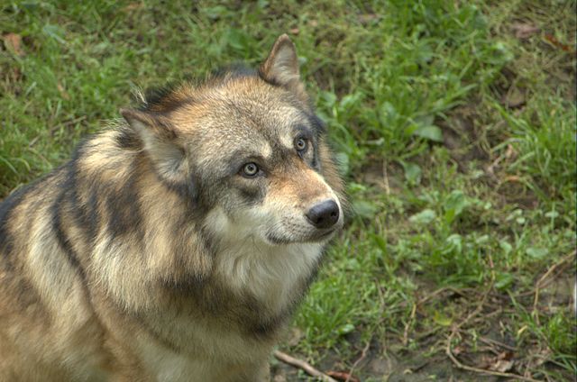 Loup d'Europe. ©Jean-Michel Demimieux (CC-BY-SA 2.5)