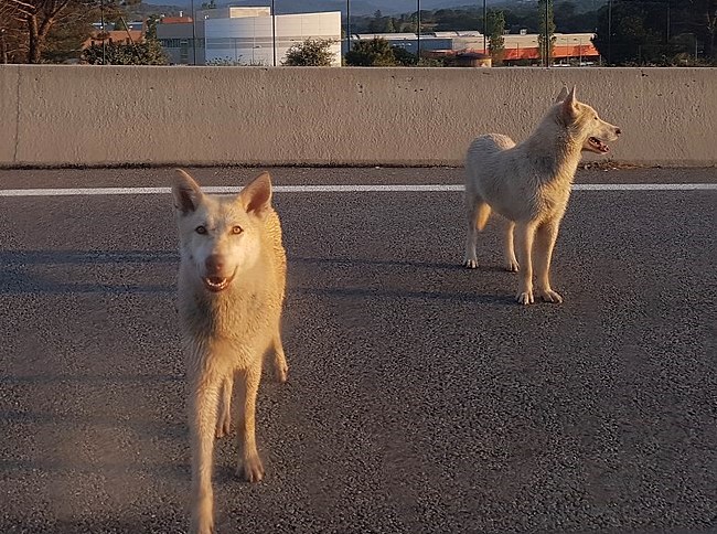 Loup : la régulation permet de stabiliser les attaques.