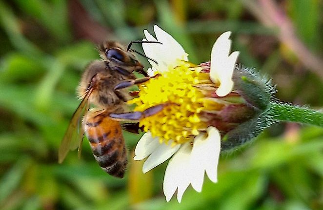 Les députés européens bloquent une décision affaiblissant la protection des abeilles contre les pesticides