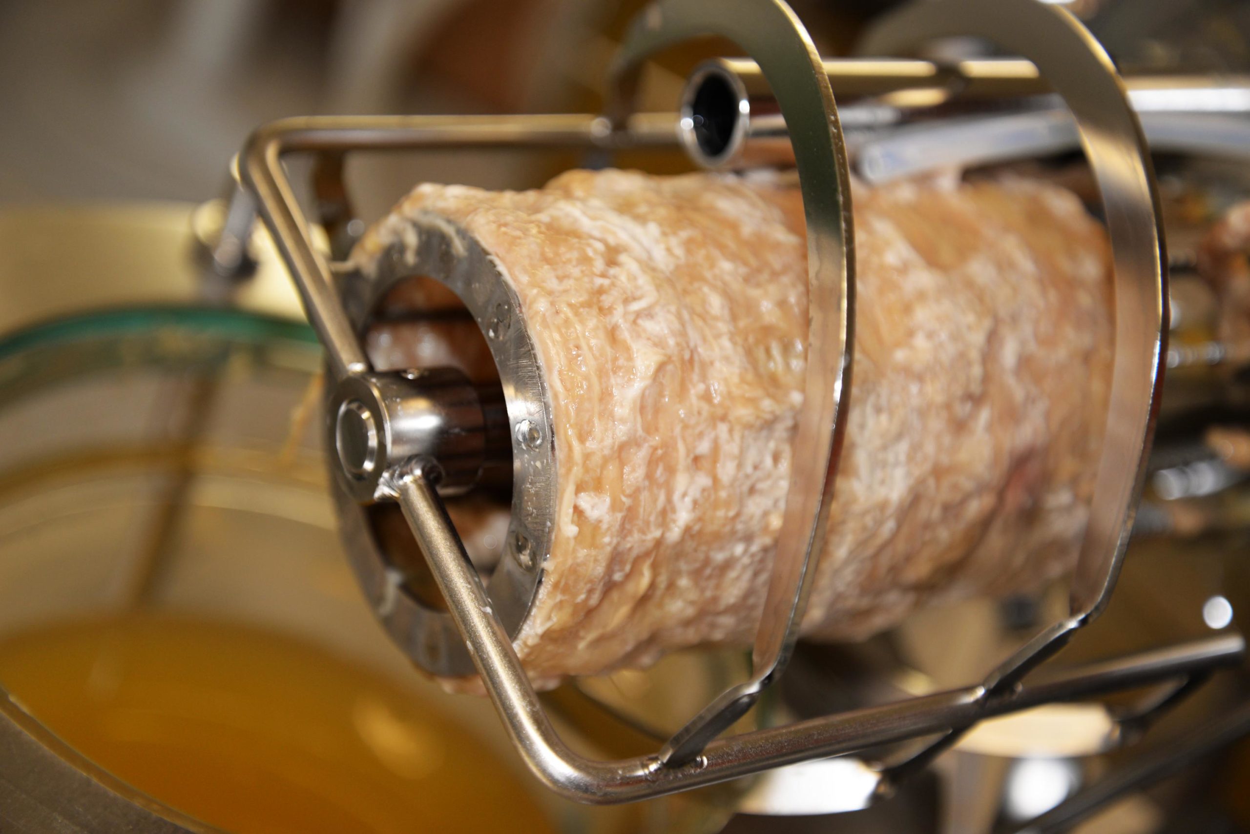 Bioraffinerie : la collaboration de microorganismes facilite la transformation de la cellulose