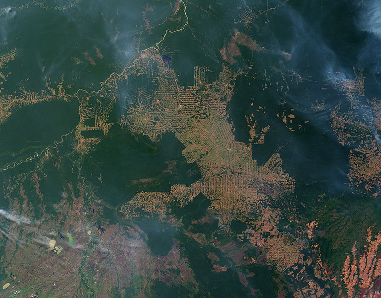 L’Amazonie n’est pas le « poumon vert » de la Terre