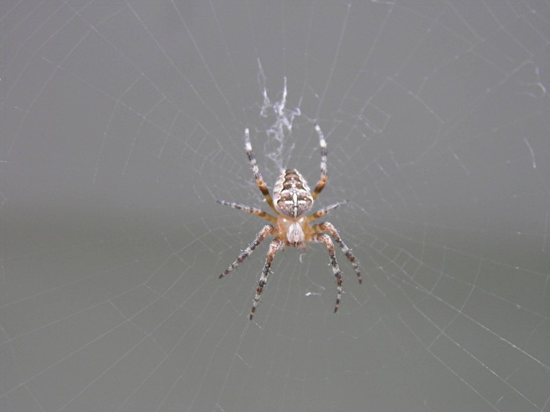 Six-cents espèces d’araignées à découvrir en Savoie