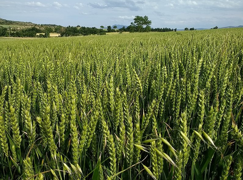 Biotechnologies du végétal : la France veut faire évoluer la réglementation européenne