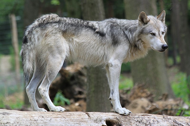 Probables premières attaques du loup dans le Rhône