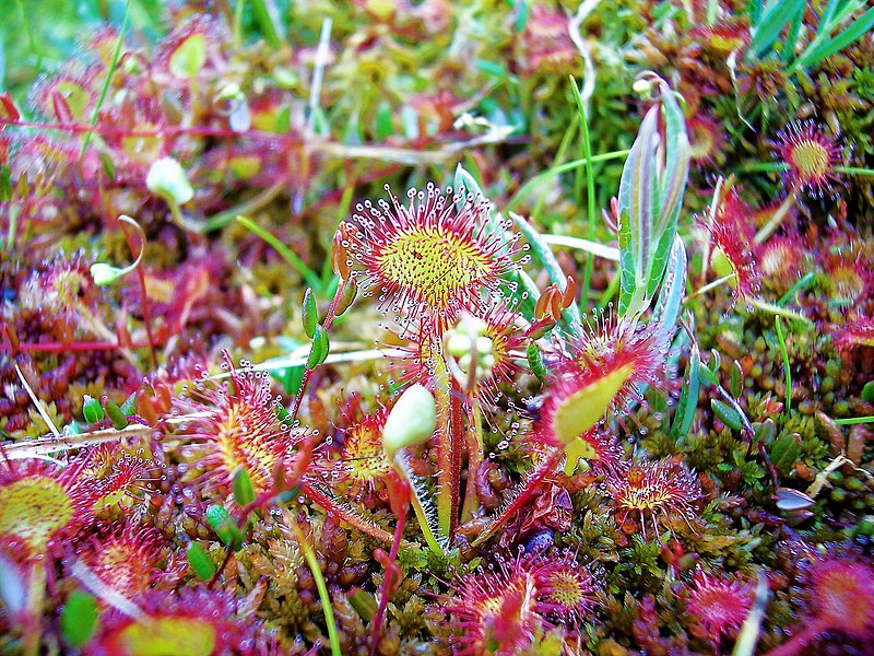 La tourbière du Couty : un puits de carbone et un vivier de biodiversité menacé