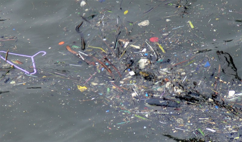 L’ingestion chronique de microplastiques perturbe la croissance et la reproduction des poissons