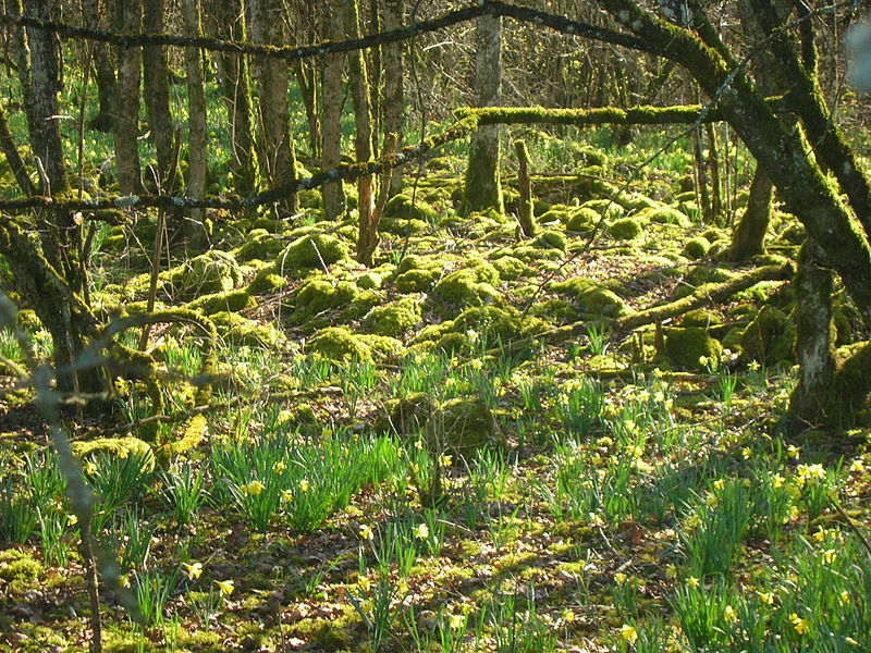 Le Parc national des Forêts, onzième parc français, est né en Bourgogne et en Champagne