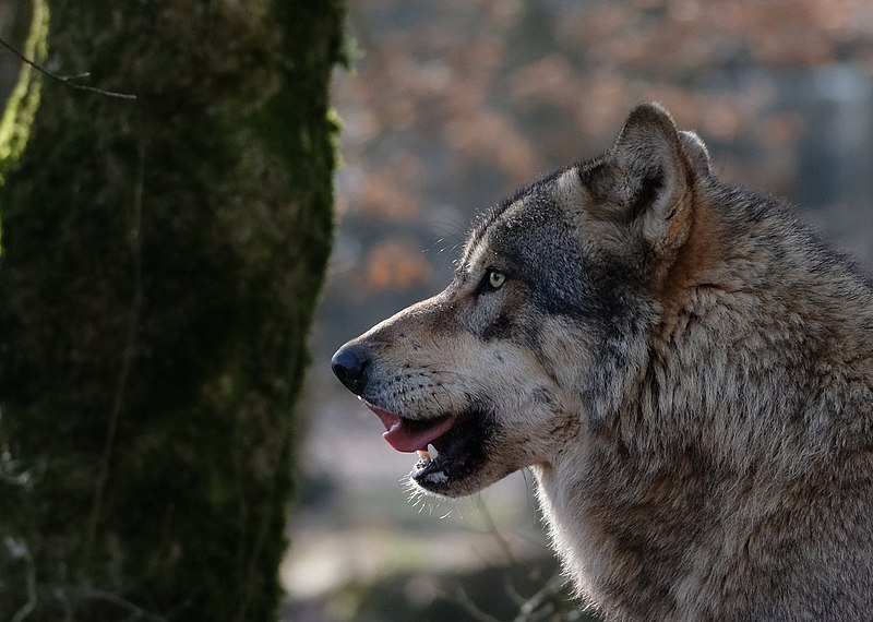 Massif central : la justice confirme la légalité d’une zone autorisant les tirs dérogatoires sur le loup