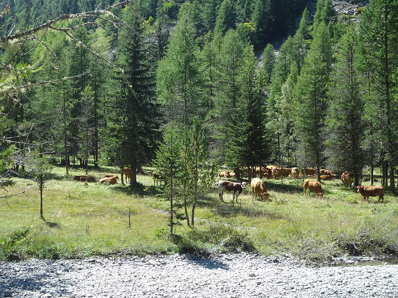 Le loup peut aussi s’attaquer aux bovins