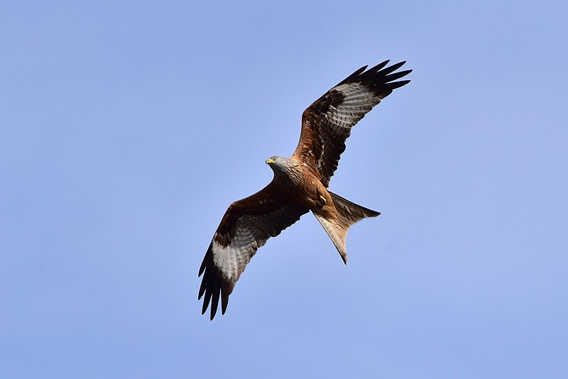 Des milans royaux équipés de balises pour connaître et limiter leur mortalité