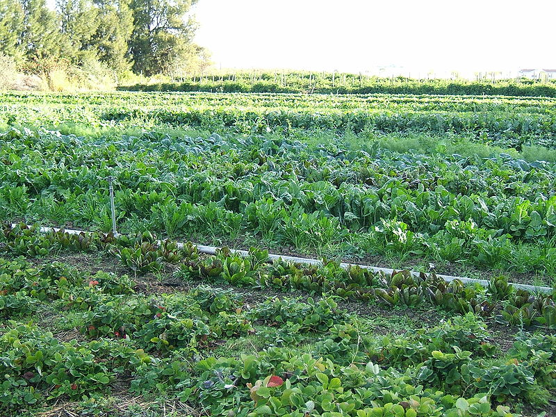 Changement d’échelle de l’agriculture bio : l’Inra lance un métaprogramme