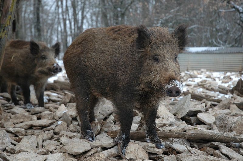 Une nouvelle souche de bactérie pathogène chez le sanglier sauvage transmissible au porc domestique