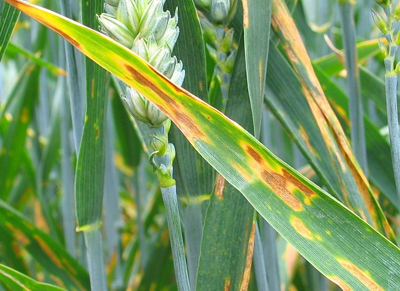 Biocontrôle : la  solution d’Amoéba efficace pour les céréales