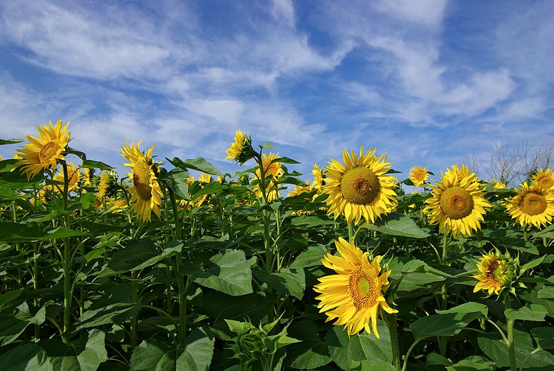 Des faucheurs volontaires détruisent des cultures de tournesol muté naturellement à Saint-Exupéry (Rhône)