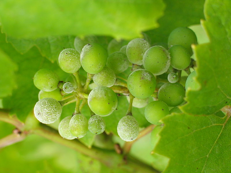 Bayer : une solution de biocontrôle contre l’oïdium de la vigne