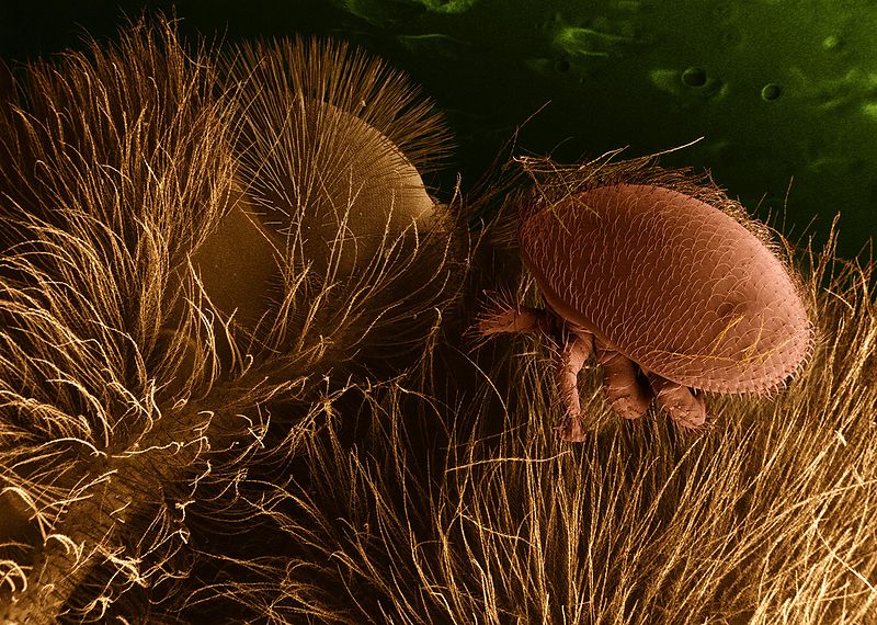 Observatoire de la santé des abeilles : le varroa reste le premier ennemi