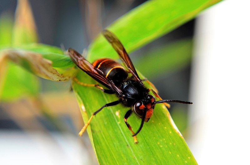 Frelon asiatique : un insecte dangereux