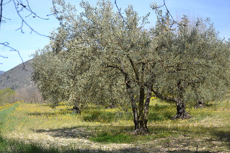 La contamination de deux oliviers par Xylella fastidiosa confirmée en Région Sud