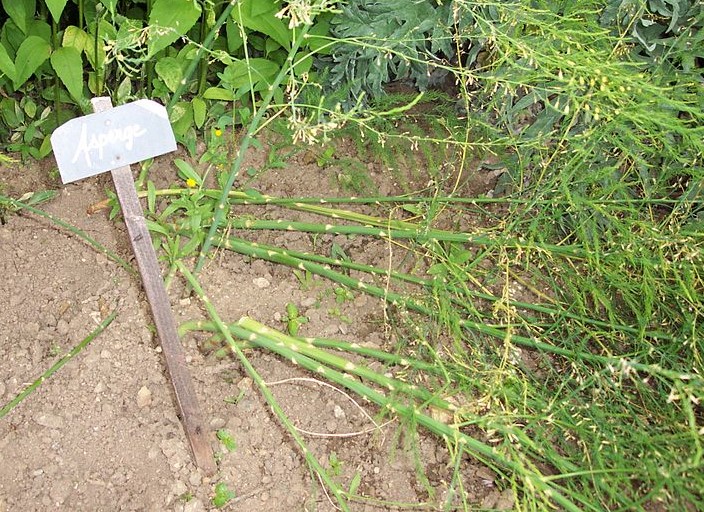 Agriculture : un appel pour aller participer aux récoltes