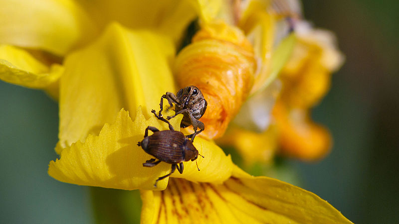 Biocontrôle : BASF coopère avec la recherche publique en France