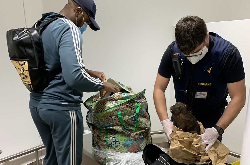 Trafic d’espèces sauvages : importantes saisies suite à une opération d’Interpol