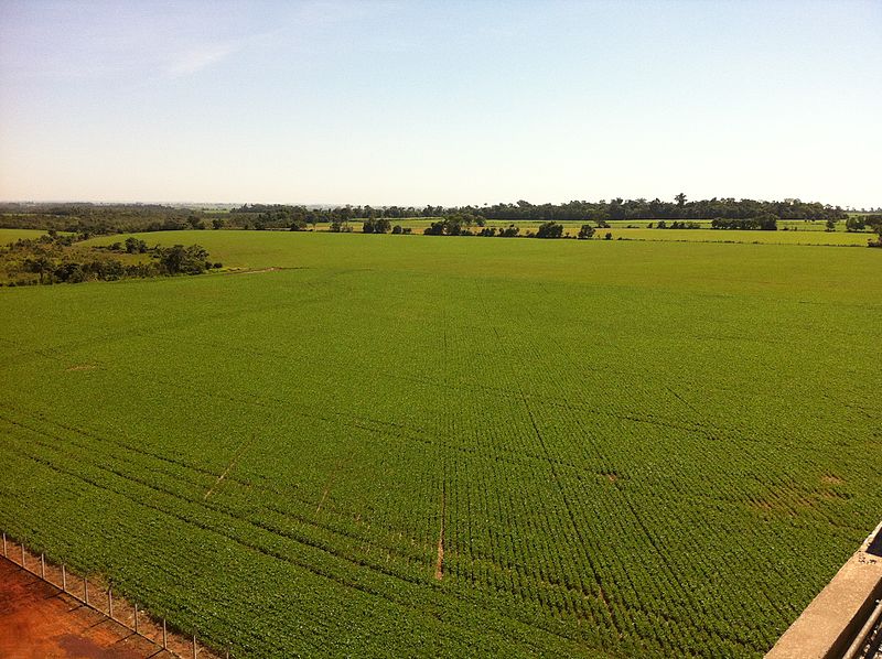 Les cultures génétiquement modifiées se développent dans le monde