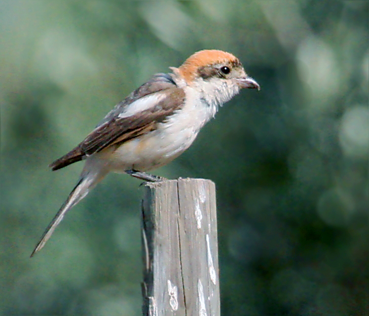 Ardèche : l’Union des Viticulteurs partenaire de la Ligue de Protection des Oiseaux