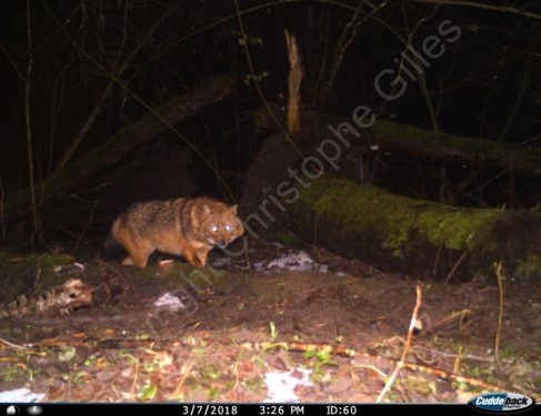 Le Chacal doré identifié en Haute-Savoie ( Photo C.GILLES Frapna)
