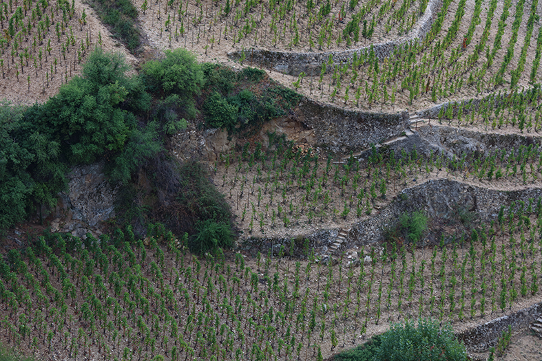 Le changement climatique accentue l’évolution de la viticulture d’Auvergne-Rhône-Alpes