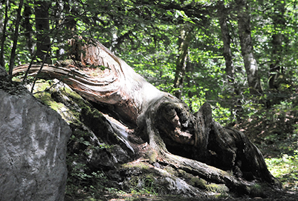 Le bois mort accueille une faune particulièrement riche qui participe au recyclage de la matière organique. ©Bruno Mortgat - Enviscope.com