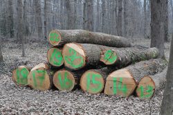 L’enjeu du label « Chêne de l’Allier » est de faciliter la structuration d’une filière bois localecréatrice de richesse pour tous ses acteurs. ©B.Mortgat.
