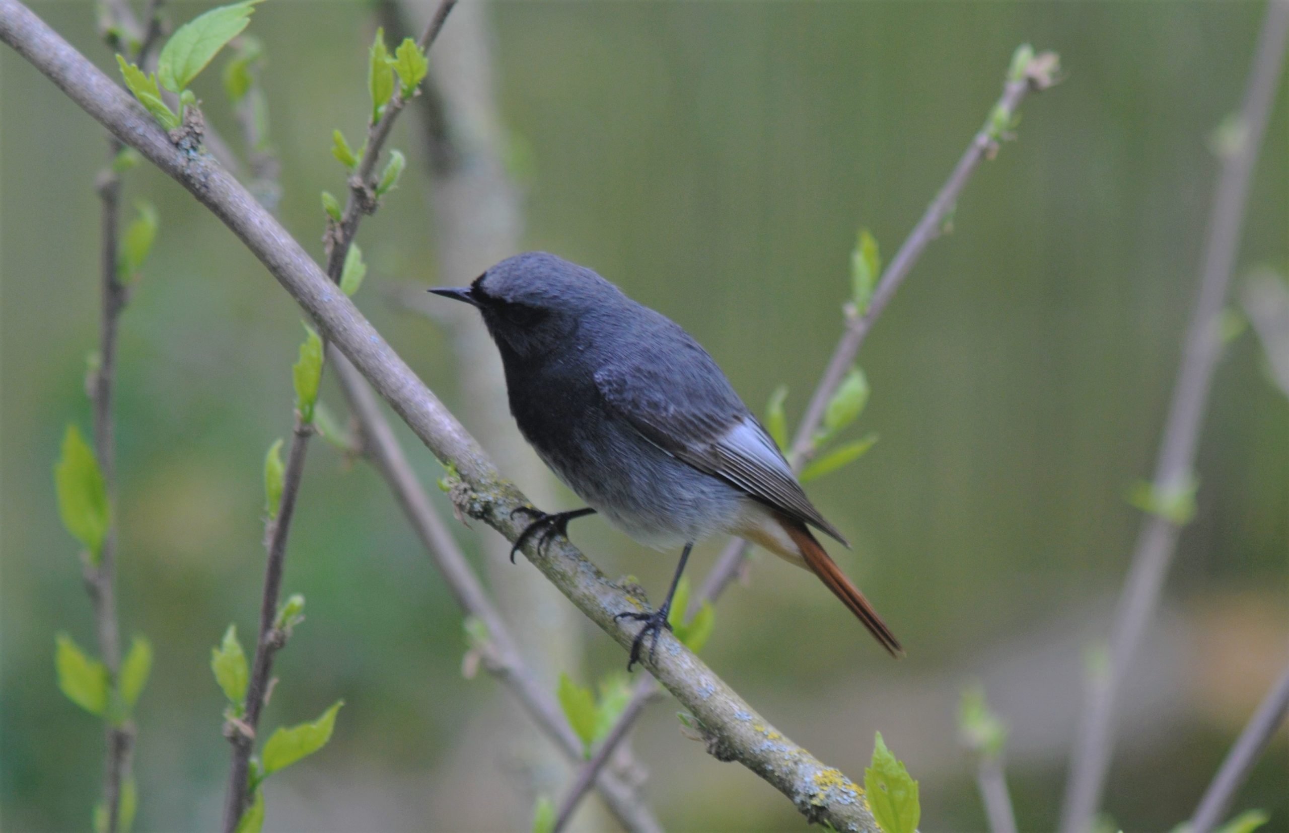 Oiseaux des jardins : c’est le moment de compter !