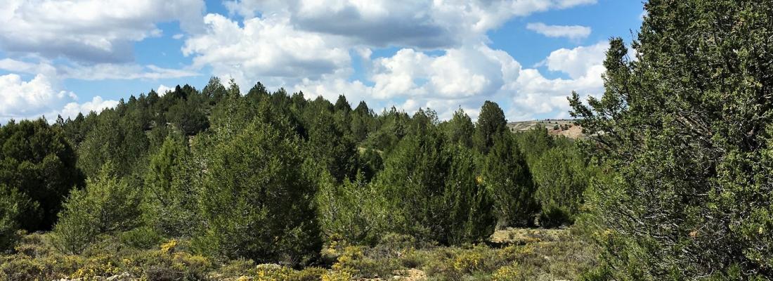 Les forêts secondaires d’Europe atout pour atténuer le réchauffement