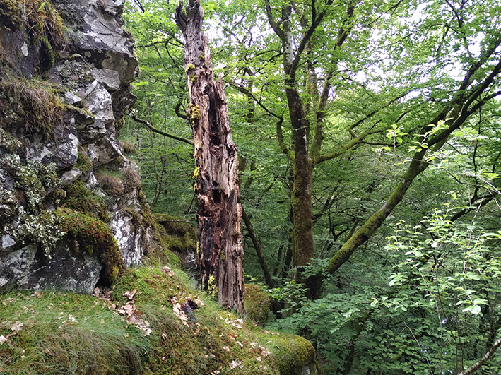 Sylvae, réseau de vieilles forêts en Auvergne, accueille un nouveau mécène