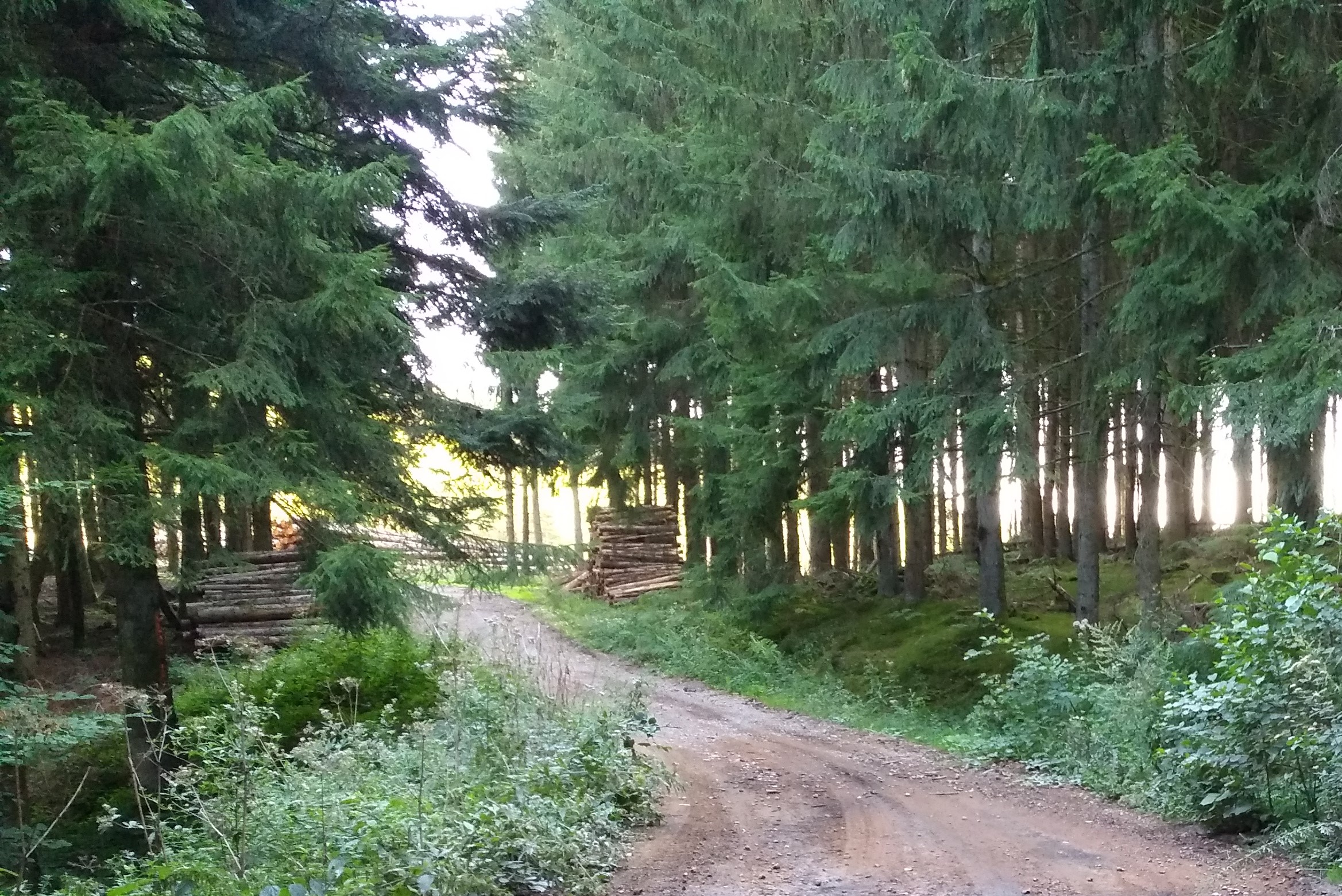 L’ONF ne sera pas l’intermédiaire comptable des communes forestières dans la vente de bois