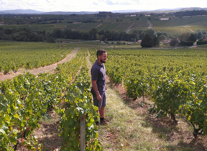 Des vignes cultivées en agroécologie en Beaujolais