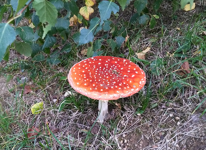 Champignons : le nombre d’intoxications augmente fortement