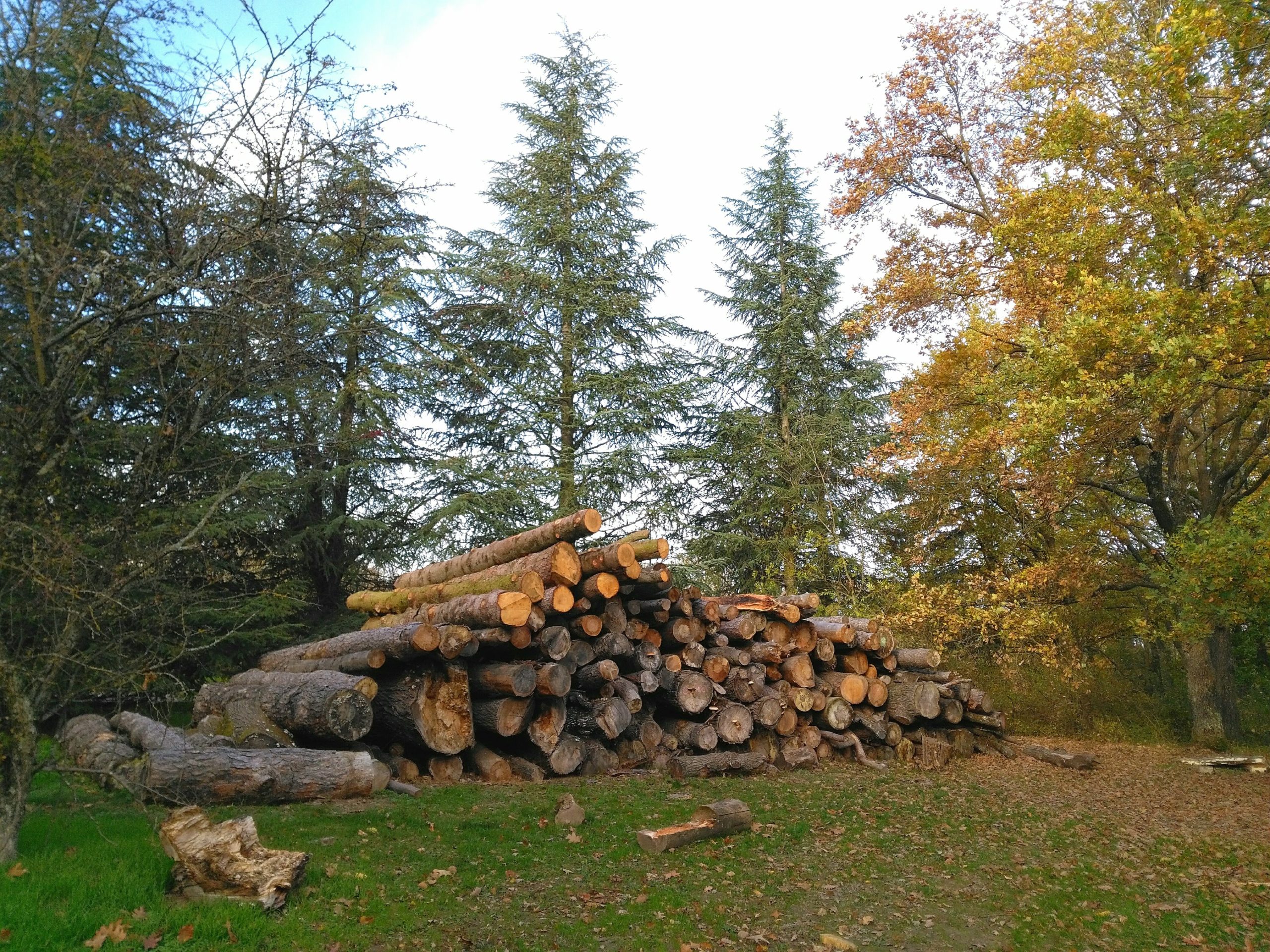 Certaines forêts sont très efficaces pour stocker le carbone
