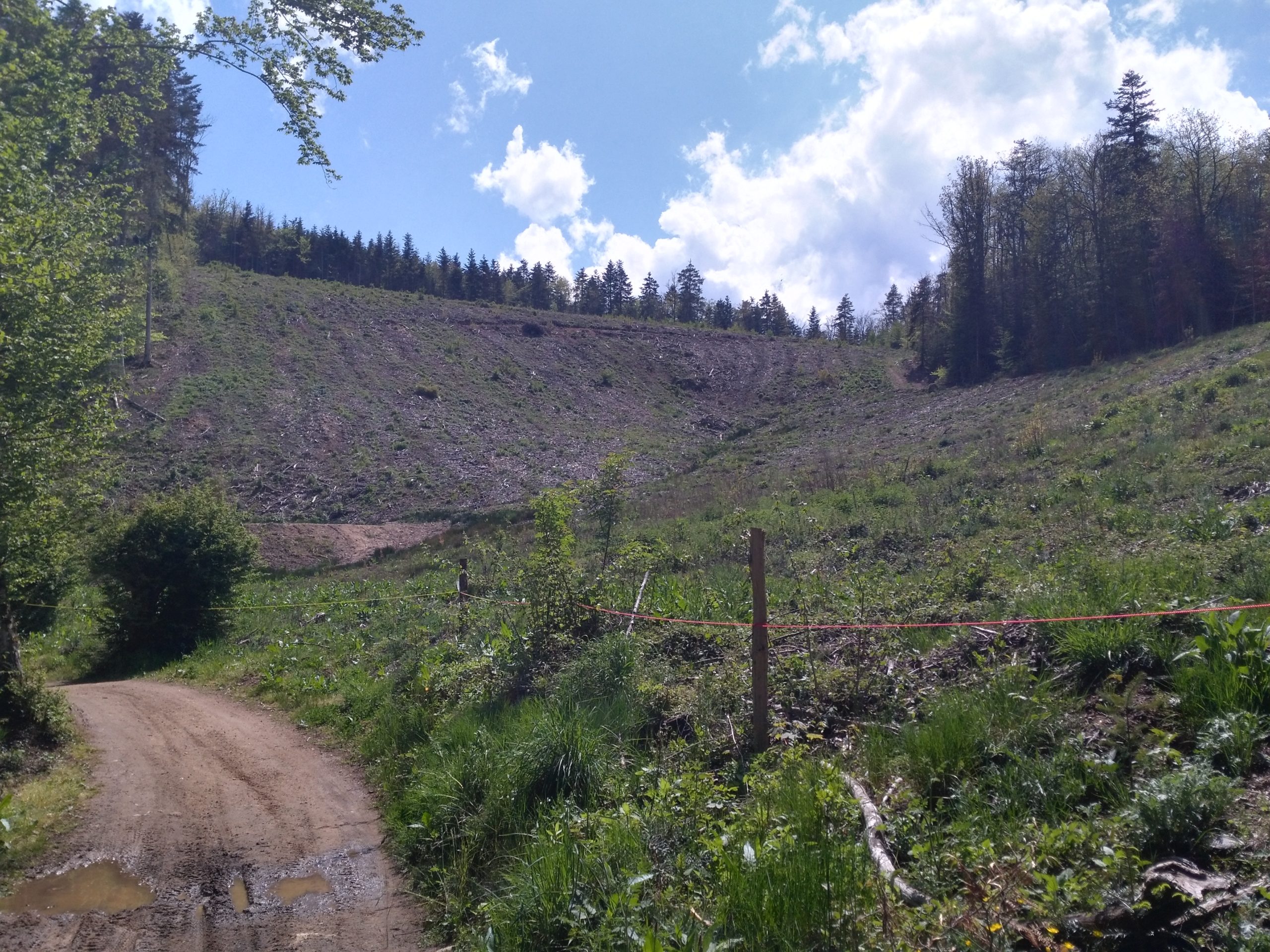 Climat : l’Europe cadre les rôles de l’agriculture et de la forêt