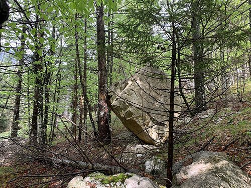 La forêt, une protection naturelle contre le risque rocheux