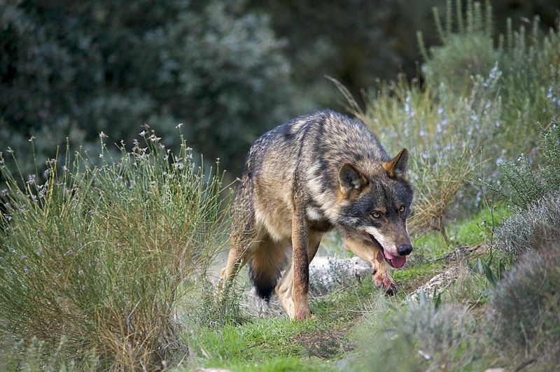 Attaque de loup sur un alpage de Chamonix