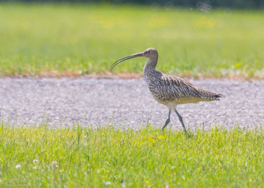 L’aéroport Grenoble Alpes Isère signe une convention avec la Ligue pour la protection des oiseaux