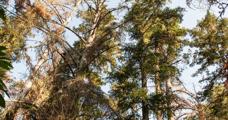 Mieux connaître l’impact de la sécheresse sur les plantes pour préparer leur résistance