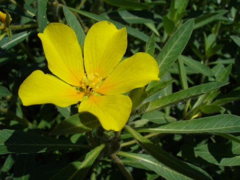 Jussiaea_grandiflora_Bouba ( photo Conservatoire des espaces naturels de Savoie)