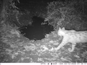 Un lynx photographié à Curis au Mont d'Or ( photo association de chasse de Curis)