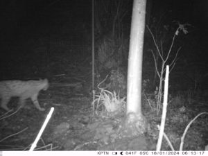 Un lynx photographié à Curis au Mont d'Or ( photo association de chasse de Curis)