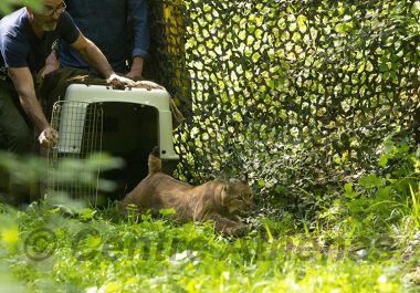 Un jeune lynx soigné puis relâché dans l’Ain